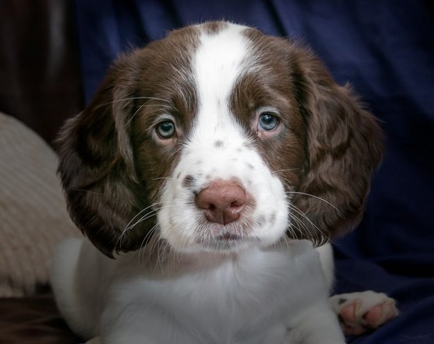 PUPPY