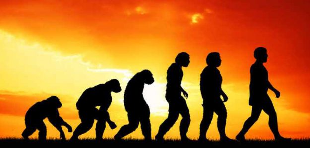 Human evolution