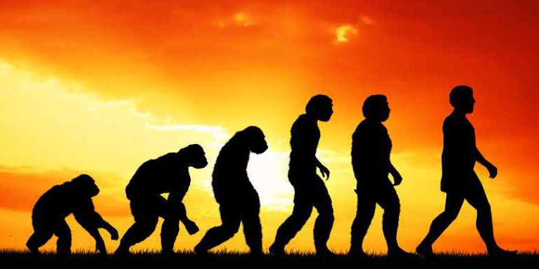 Human evolution