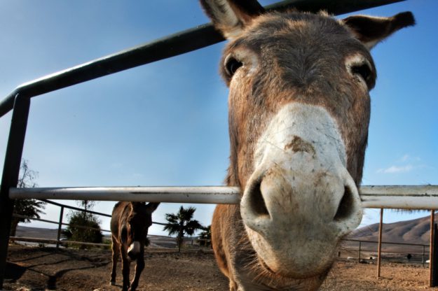 FAUX PAS #10 - BEING A JACKASS