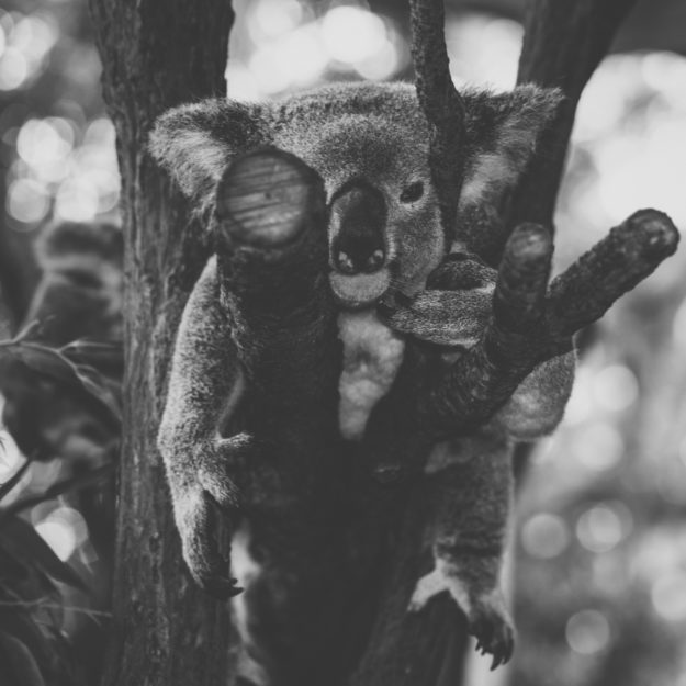 Leadership Are you Avoiding Conflict