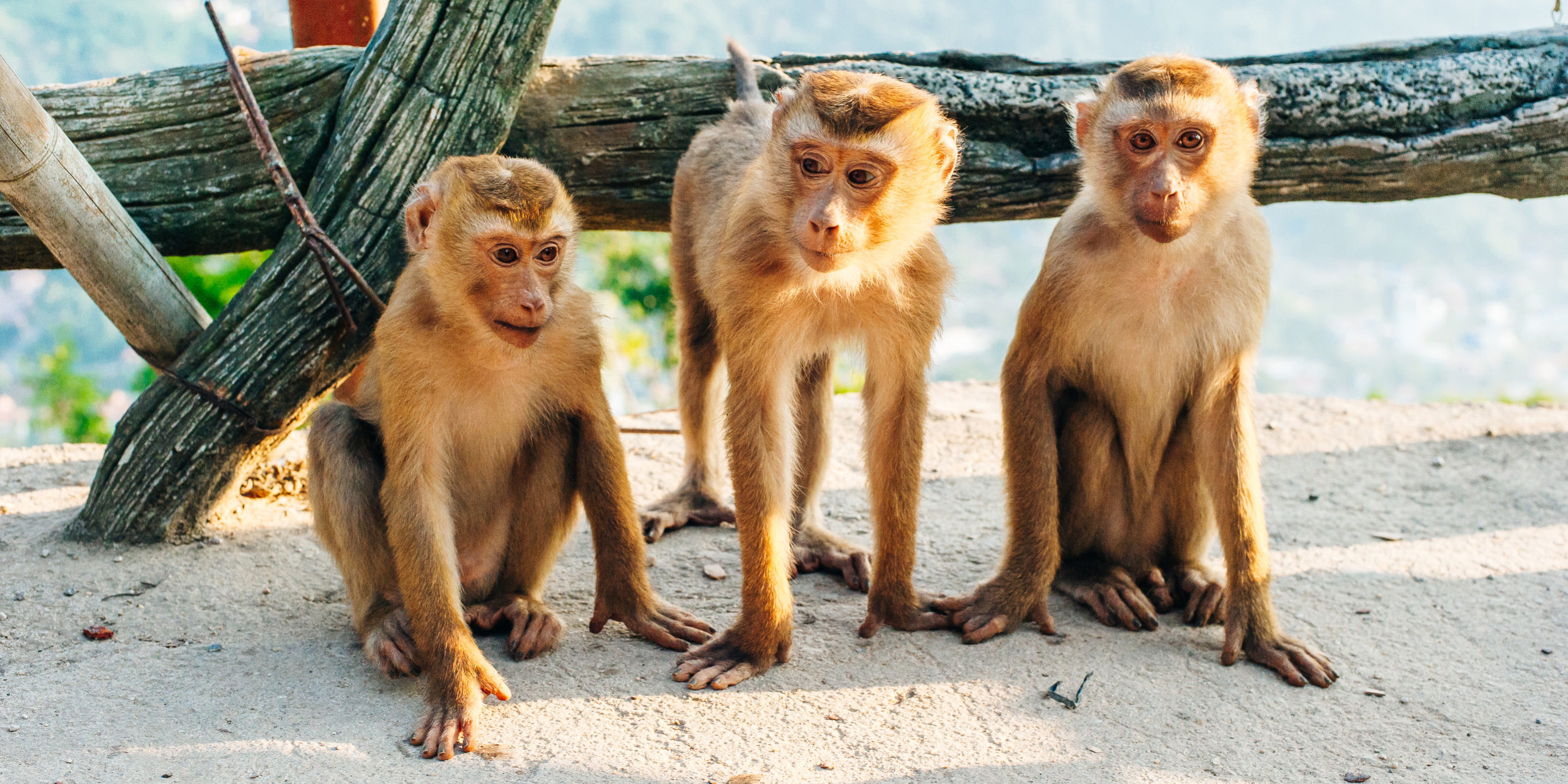 Let Go: It's Your Circus & They're Your Monkeys