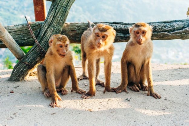 Let Go: It's Your Circus & They're Your Monkeys