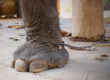 Forgiveness Do Elephants Forget