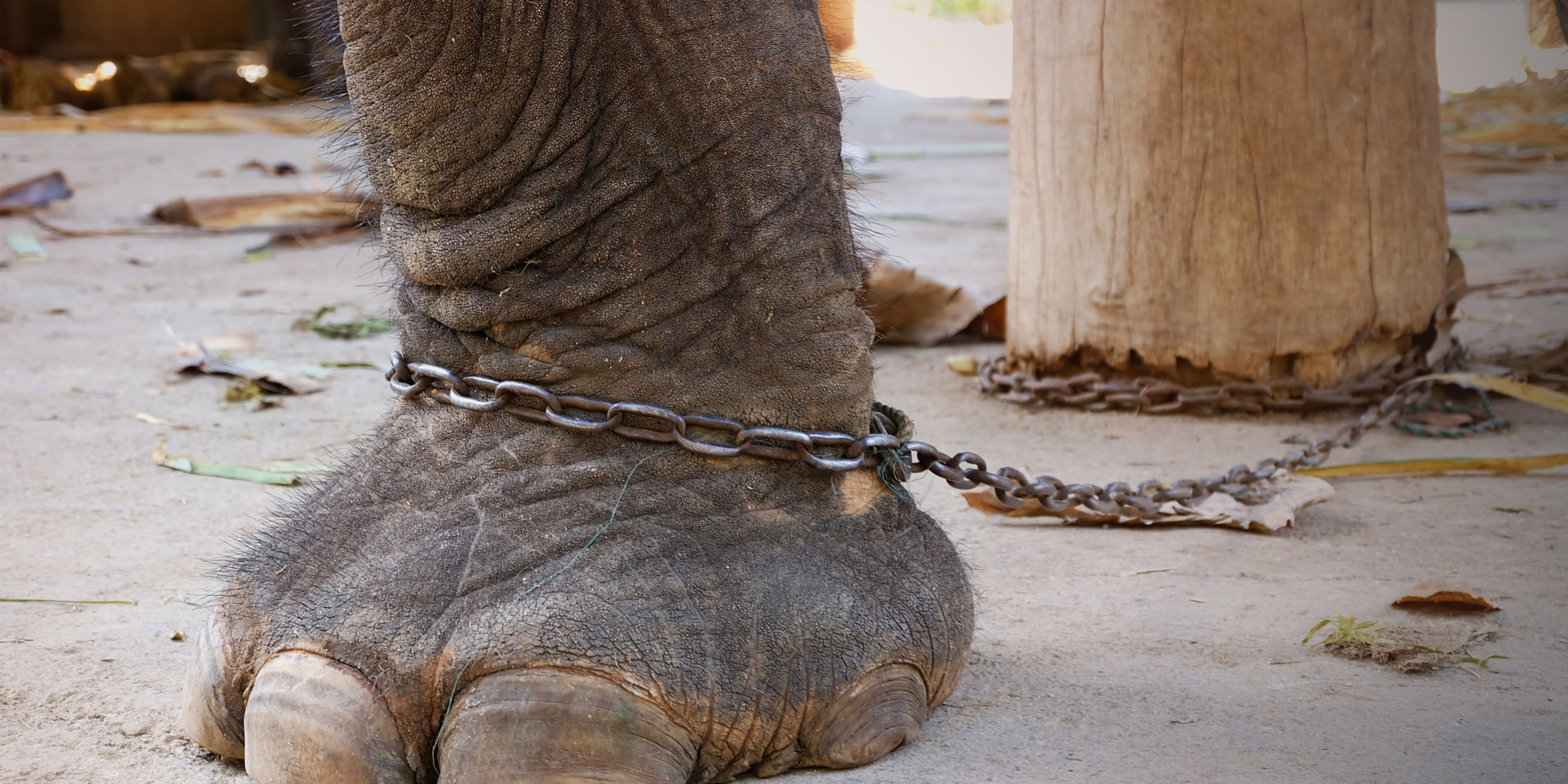 Forgiveness Do Elephants Forget