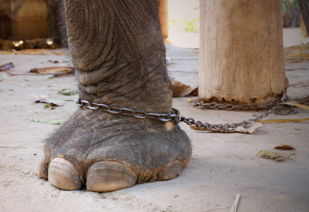 Forgiveness Do Elephants Forget